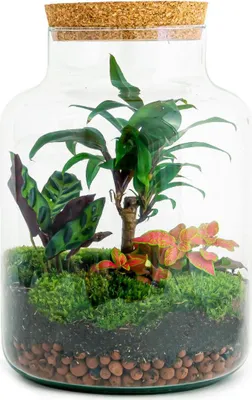 Produktbild von Flaschengarten DIY Bausatz – Terrarium Milky Palme – Ø21cm x 30cm – Selbstbewässerndes Mini-Ökosystem – Inklusive Anleitung – Perfekt für Zuhause & Büro