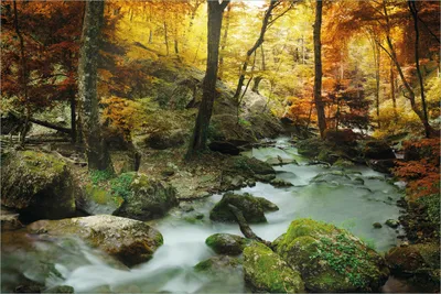 Produktbild von Wallario selbstklebendes Poster - Wasserfall mit moosbedeckten Steinen im Herbstwald, Größe: 61 x 91,50 cm