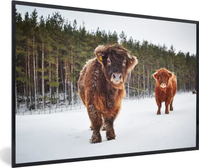 Produktbild von MuchoWow® MuchoWow® Gerahmtes Poster Schottische Hochlandrind - Schnee - Kühe 60x40 cm - Poster mit zchwarzem Bilderrahmen - Printing - Wanddeko Schlafzimmer