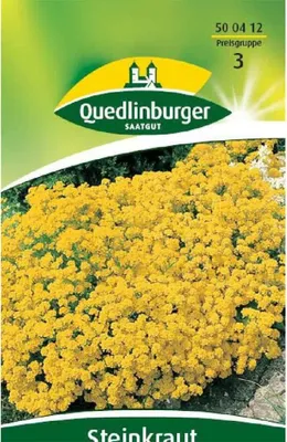 Produktbild von Quedlinburger Saatgut - Steinkraut Goldkörbchen - Samen - 500412