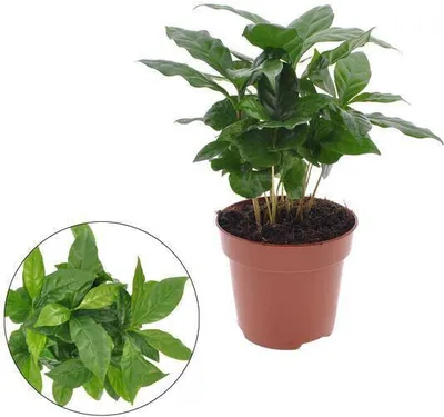 Image de Caféier Coffea Arabica, Ø12cm, 30cm de haut, plante d'intérieur avec