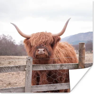 Produktbild von MuchoWow® Poster Scottish Highlander - Gras - Zaun 75x75 cm - Wand Dekoration