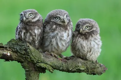 Produktbild von 3 D Ansichtskarte Steinkäuze, Postkarte Wackelkarte Hologrammkarte Tiere Tier Vogel Eule Steinkauz