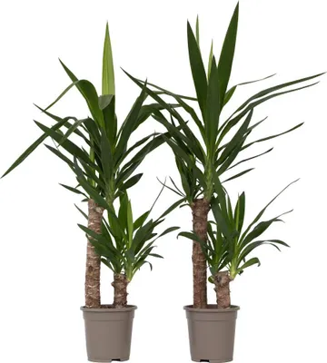 Zdjęcie produktu dla Jukka - 2 szt - Yucca elephantipes - Wysokość 70-80cm - ⌀17cm