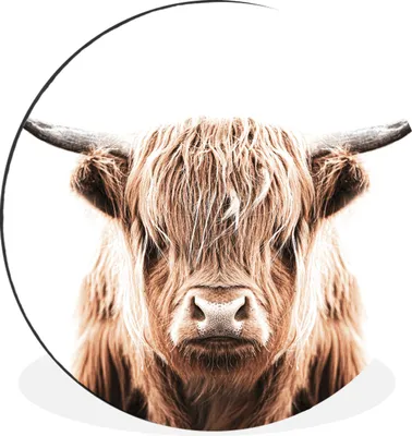 Produktbild von MuchoWow® Aluminium Wandkreis Tiere - Schottischer Highlander - Kuh Ø 30 cm Wanddeko Modern Wohnzimmer - Wand Bild - Wohnzimmer - Runde Bilder - Alubilder - Kunst für zu Hause - Aluminium - Wanddekoration
