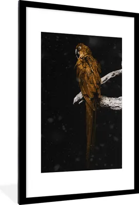 Produktbild von MuchoWow® MuchoWow® Gerahmtes Poster Papagei - Vogel - Gold 60x90 cm - Poster mit zchwarzem Bilderrahmen - Dekoration - Wandposter Wohnzimmer - Hochwertig