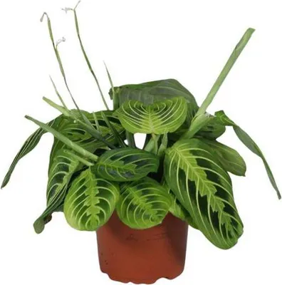 Image de Maranta leuconeura « Fascinator » (plante de prière « citron-citron vert »)