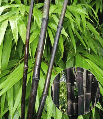 Produktbild von BALDUR Garten 2x Schwarzer Bambus 'Black Pearl', Pflanzen im 2-Liter Containertopf, Fargesia nitida Blackpearl, winterhart & pflegeleicht, immergrün, schwarzer Bambus, Zierstrauch-Rarität