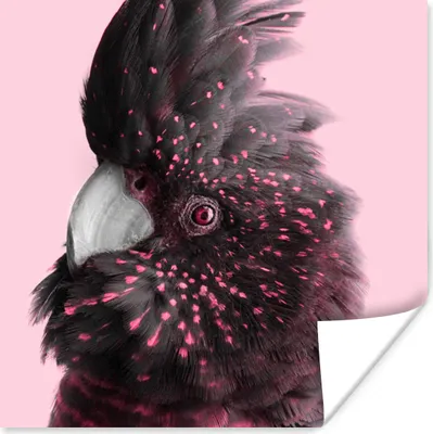 Produktbild von MuchoWow® Poster Kakadu - Rosa - Schwarz 50x50 cm - Wohnzimmerdekoration