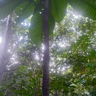 Zdjęcie produktu dla Octamyrtus (Octamyrtus glomerata) – 1 wykiełkowane nasiono