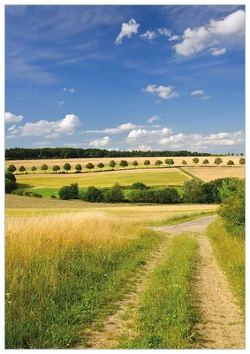 Produktbild von Wallario Premium Glasbild, freischwebende Optik, kräftige Farben, Größe 100 x 70 cm Motiv Feldlandschaft unter blauem Himmel