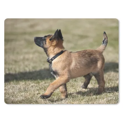 Produktbild von MuchoWow® Mauspad Mousepad Niedlicher Malinois-Schäferhund-Welpe 23x19 cm - Mousepads - Maus Mat - Pad - Mausunterlage - Schreibtischunterlage - Mauspad