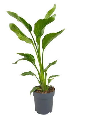 Produktbild von Zynesflora Strelitzia Nicolai im 17 cm Pflanzentopf - Höhe: 70-80 cm - Große Zimmerpflanze Paradiesvogelblume Pflegeleichte Zimmerbaum Luftreinigend