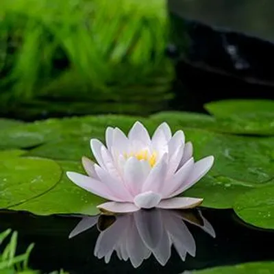 Productafbeelding van Moerings Nymphaea Marliacea Carnea | Waterlelie | In 11CM pot