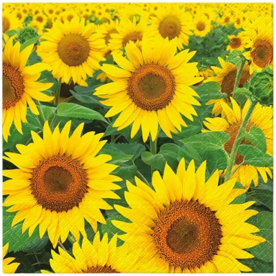 Produktbild von 20 Servietten Sunflowers Field - Großes Feld an Sonnenblumen 33x33cm