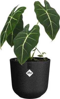 Image de Pot de fleurs Elho Jazz Rond, Noir, Ø 26 x H 24 cm, Intérieur, 100% Recyclé