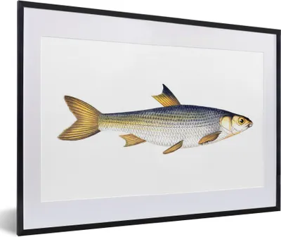 Produktbild von MuchoWow® MuchoWow® Gerahmtes Poster Karpfen - Fisch - Meer 60x40 cm - Poster mit zchwarzem Bilderrahmen - Schlafzimmer - Plakat in Rahmen - Drucken
