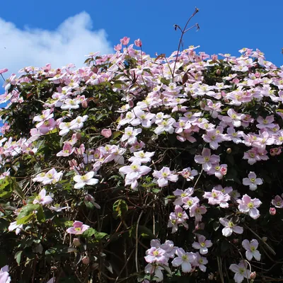 Zdjęcie produktu dla Pnącze Clematis montana Rubens – jasnoróżowe kwiaty – wczesne kwitnienie – 2 sztuki – 11 cm x wys. 40 cm – do 10 m – łatwe w pielęgnacji