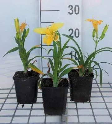Obrázok produktu pre 6 x Hemerocallis hybr. 'Happy Returns' - daylily - kvetináč 9 x 9 cm