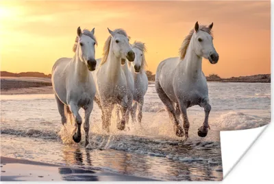 Produktbild von MuchoWow® Poster Pferde - Sonne - Meer - Strand - Tiere 60x40 cm - Schlafzimmerdekoration
