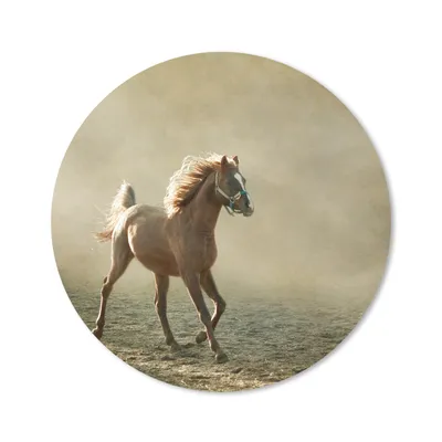 Produktbild von MuchoWow® Mauspad Mousepad Pferd - Sand - Nebel 20x20 cm - Mousepads - Maus Mat - Pad - Mausunterlage - Schreibtischmatte