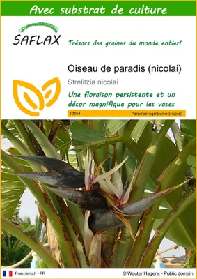 Image de SAFLAX  - Oiseau de paradis (nicolai) - 5 graines - Avec substrat - Strelitzia