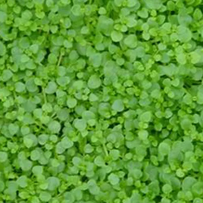 Produktbild von 6 x Korsische-Minze - Mentha requienii | Topf 9cm x 9cm