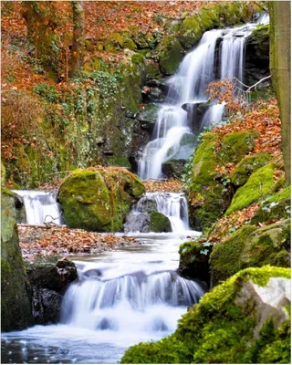 Produktbild von Wallario Poster - Bach im Wald, Kunstdruck Größe: 40 x 50 cm