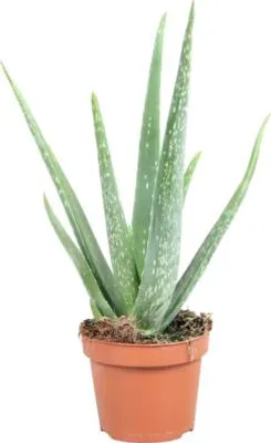 Obrázek produktu pro Aloe FloraSelf Aloe vera květináč Ø 12 cm