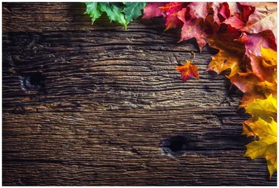 Produktbild von Wallario Premium Glasbild, freischwebende Optik, kräftige Farben, Größe 90 x 60 cm Motiv Herbstblätter auf altem Holz