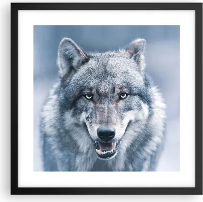 Produktbild von Gerahmtes Poster - Schwarzer Rahmen - Wolf Raubtier Wildheit - 40x40 cm - Wand Bild - Wanddeko - Wandbilder - Kunstposter - Wandposter - Bilderrahmen - Bilder - Kunstdruck - P2BAC40x40-5073