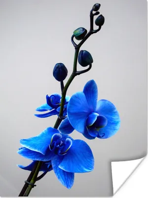 Produktbild von MuchoWow® Poster Blaue Orchideen vor einem weißen Hintergrund 120x160 cm - Wandbilder