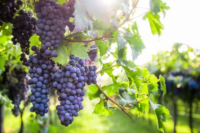Produktbild von Weintraube Regent Vitis Weinrebe Weintrauben Wein knackig süß blau 60-100 cm