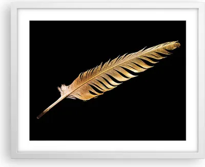 Produktbild von Gerahmtes Poster - Weißer Rahmen - Golden Feder Schwarz - 50x40 cm - Wand Bild - Wanddeko - Wandbilder - Kunstposter - Wandposter - Bilderrahmen - Bilder - Kunstdruck - P2WAA50x40-4887