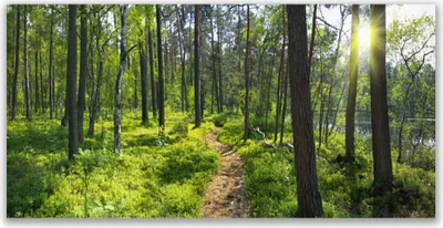 Produktbild von Acrylglasbilder 120x60 Wandbild Druck Wald Natur