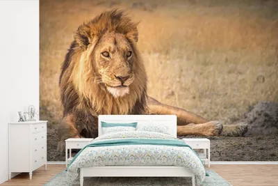 Produktbild von MuchoWow® Fototapete für Wohnzimmer oder Schlafzimmer Wandtapete Vinyl Motivtapete Löwe - Nahaufnahme - Savanne - 600x400 cm - Vinyltapeten
