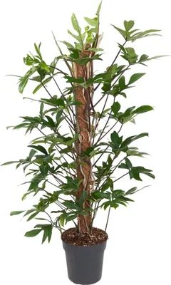 Image de Philodendron Pedatum, plante d'intérieur Ø24cm, 120cm, facile d'entretien