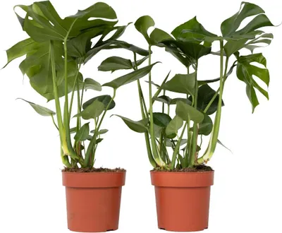 Zdjęcie produktu dla Monstera dziurawa - 2 szt - Monstera deliciosa - Wysokość 70-80cm - ⌀21cm