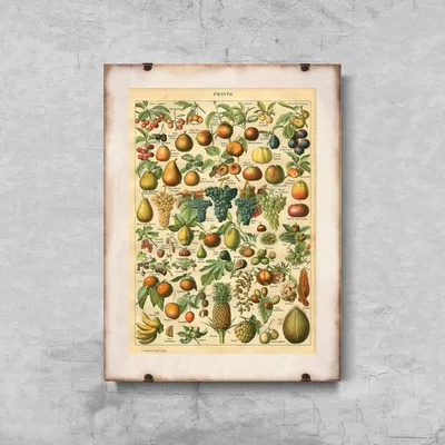 Produktbild von Poster - Canvas - Leinwand - 29,7 cm x 42 cm - Obst Adolphe Millot