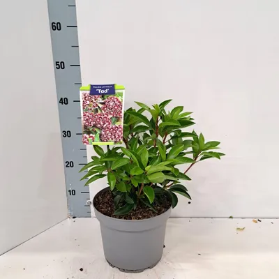 Obrázek produktu pro Kalmia lat. 'Tad' – kalmia | 25–30 cm v květináči