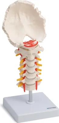 Produktbild von Halswirbelsäule Anatomie Modell lebensgroß Hinterhauptschuppe beweglich