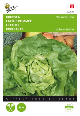 Produktbild von Kopfsalat Neckariessen | Kopfsalatsamen von Buzzy Seeds