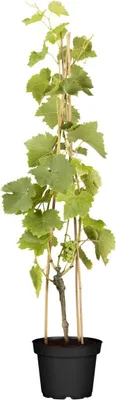 Produktbild von Vitis vinifera 'Lakemont', Weinrebe, kernlos, 80–100 cm