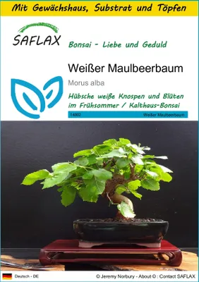 Produktbild von SAFLAX Anzucht Set - Weißer Maulbeerbaum - Morus alba - 200 Samen - Mit Mini-Gewächshaus, Anzuchtsubstrat und 2 Töpfen