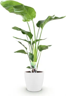 Produktbild von Strelitzia Nicolai Pflanze Mit Weißem Topf Ø21cm Höhe ca.110-120cm Paradiesvogelblume Großpflanze Pflegeleicht Grünpflanze Für Zimmer Büro &