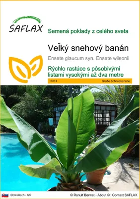 Produktbild von SAFLAX - Veľký snehový banán - Ensete glaucum syn. Ensete wilsonii - 10 Semená