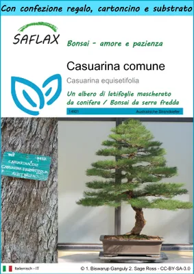 Immagine prodotto di SAFLAX Set regalo - Casuarina comune - 200 semi - Casuarina