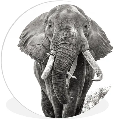 Produktbild von MuchoWow® Rundes Wandbild - Runde Bilder Elefant - Porträt - Tiere - Schwarz und weiß Ø 30 cm Kreis Wanddekoration Kunststoff - Wandkreis - Wandschmuck - Schlafzimmer - Bilder - Der Kreis - Kunst für die Wohnung - Plastik - Kunstdruck - Wandbild
