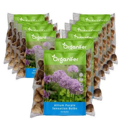 Produktbild von 500 Allium Purple Sensation Zwiebeln (XXL Blumenzwiebeln Größe 12/+ cm) - Organifer