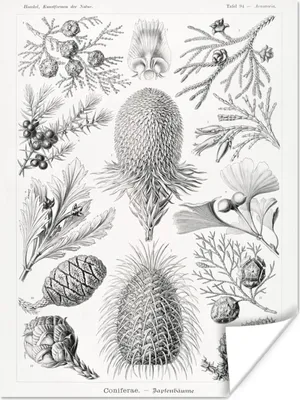 Produktbild von MuchoWow® Poster Koniferen - Ernst Haeckel - Kunst - Retro - Illustration - Natur 30x40 cm - Wandplakat - Poster Kinderzimmer